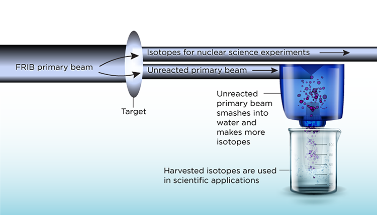 The infographic shows FRIB’s primary beam hitting a target to create rare isotopes by “atom smashing.” A selection of these rare isotopes continue along the FRIB beamline for experiments that support FRIB’s science mission. Not all of the primary beam can be used to make the rare isotopes for nuclear science experiments. The unreacted portion of the primary beam is stopped in water where a bounty of additional rare isotopes is created. For use in other applications, these isotopes can be extracted using technology similar to what households use to remove hard minerals from water.  Credit: Facility for Rare Isotope Beams