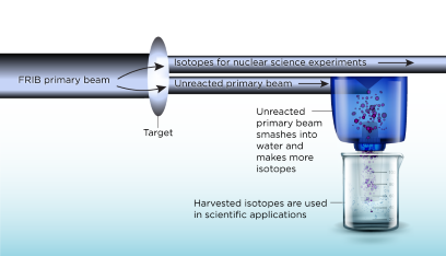 An infographic shows FRIB’s primary beam hitting a target. A portion of the primary beam reacts with the target to create a secondary beam of isotopes for experiments that support FRIB’s nuclear science mission. A majority of the primary beam, however, passes through the target without reacting. This unreacted beam is stopped in water where it generates a bounty of isotopes that are then filtered out or “harvested” to be used in other applications.